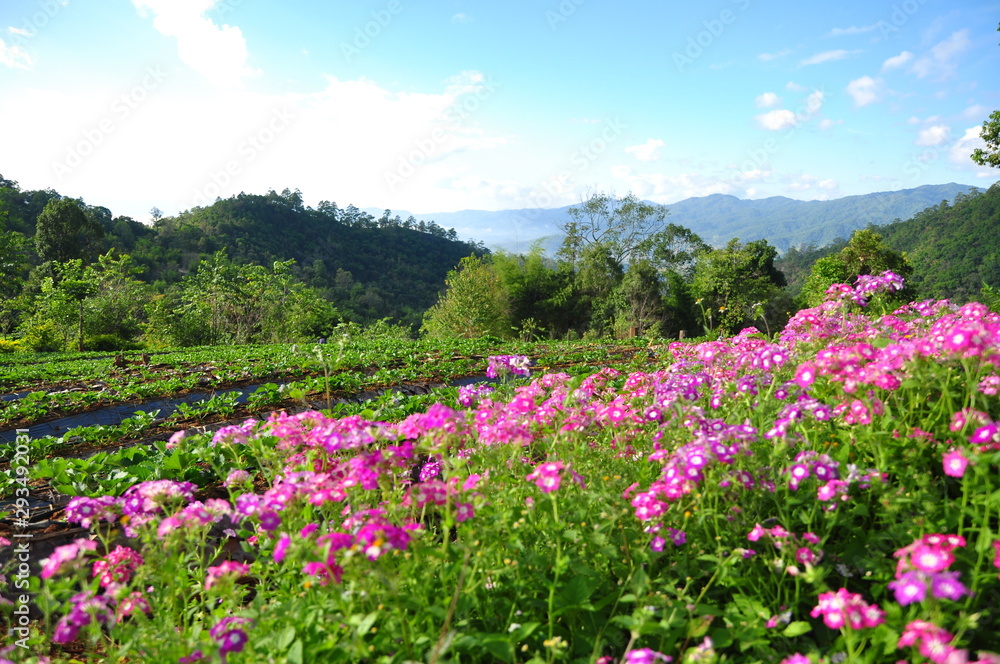 Beautiful pink flowers Beautiful pink flowers