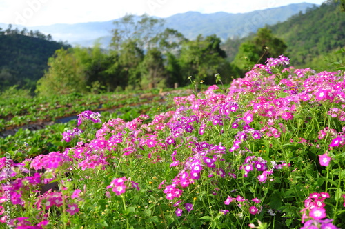 Beautiful pink flowers