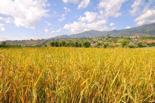 Mature harvest of golden rice thailand
