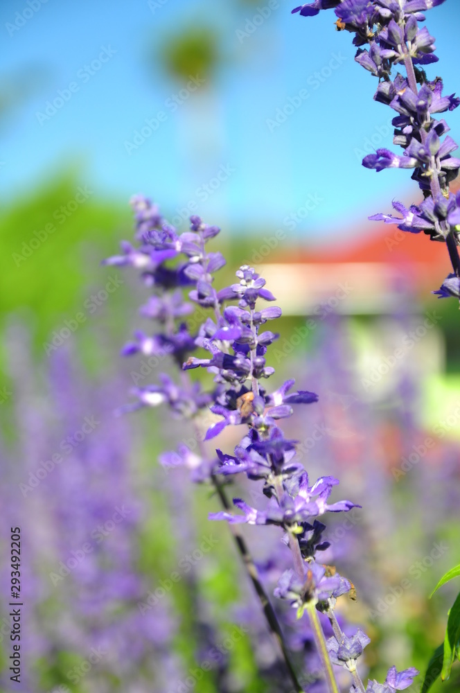 Fototapeta premium Beautiful purple flowers 