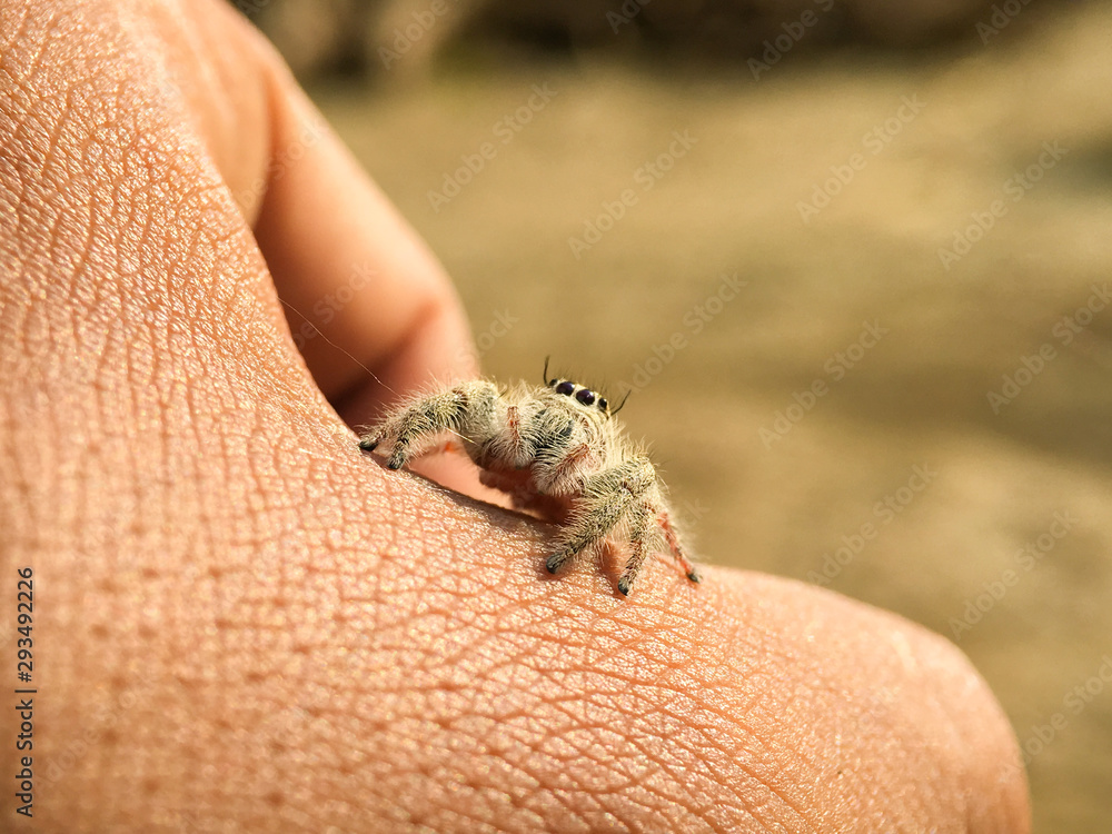 Obraz premium A Cute Spider On the Hand 