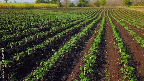 The cassava is the tropical food plant. in the Thailand.Aerial view over cassava field