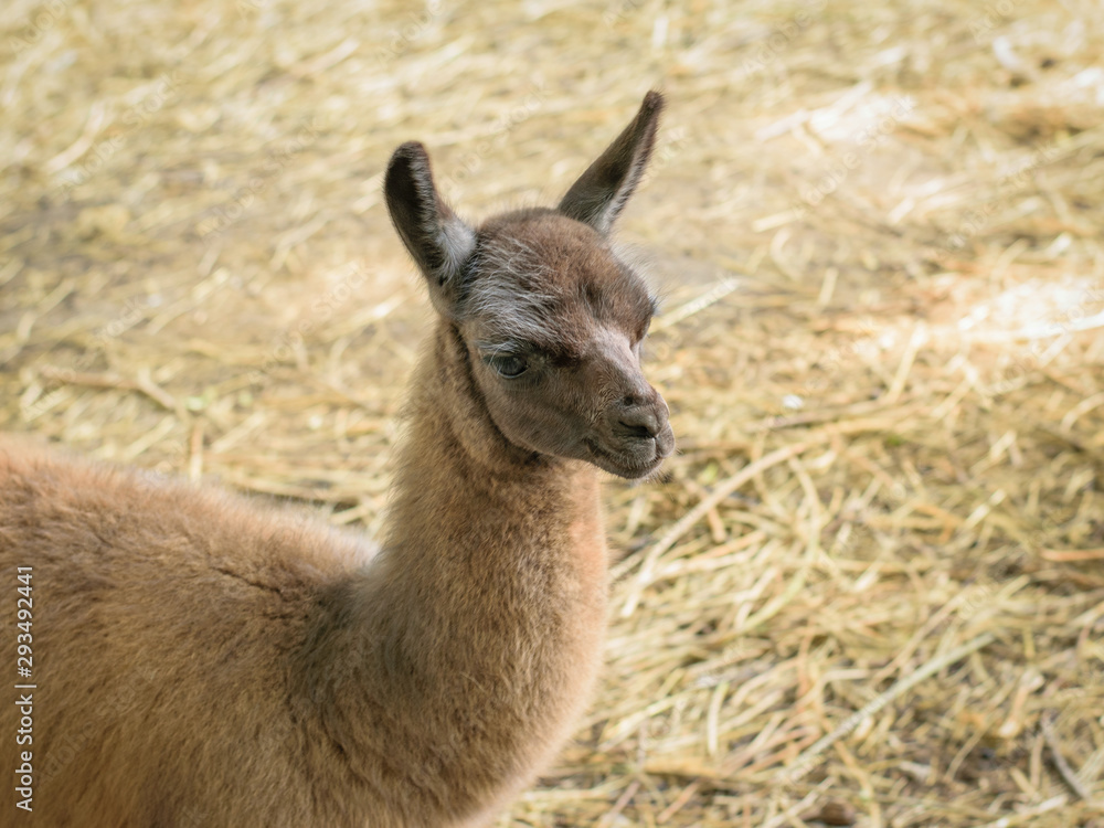Beautiful Alpaca with thick hair on the background of dry grass.
