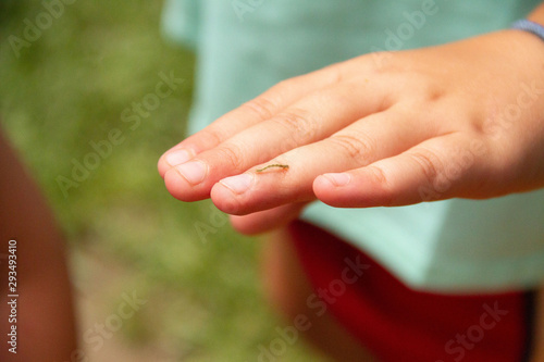 Caterpillar on Hand