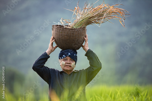 Photography Old women wear traditional clothes, smiling happily on rice fields in Myanmar on a hot summer day