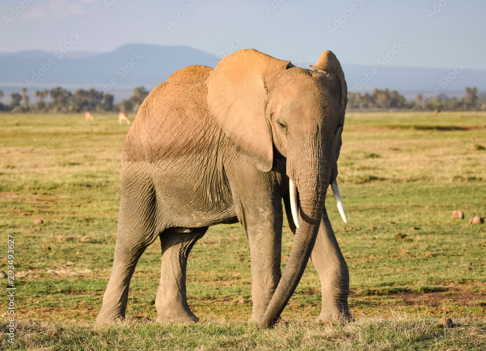 Fototapeta premium African elephant walking on grassy plain of Ambolseli NP in Kenya.