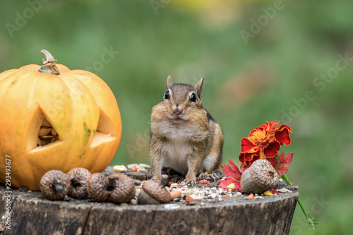 Adorable Eastern Chipmunk (Tamias Striatus) gathers seeds in fall next to pumpkin