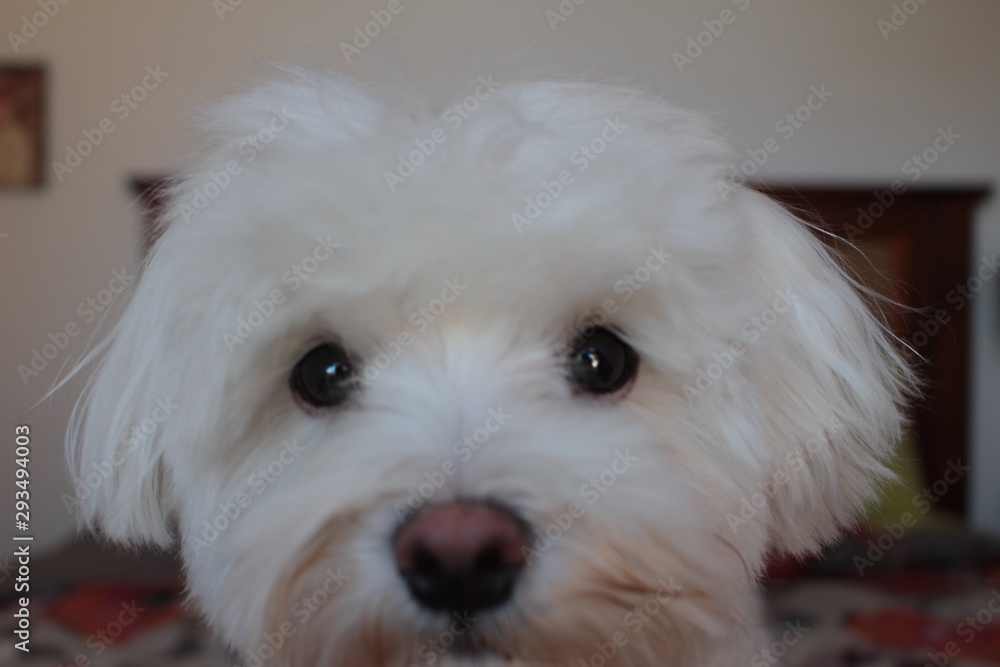 close up photo of white and cuddly Maltese dog close up photo of white and cuddly Maltese dog