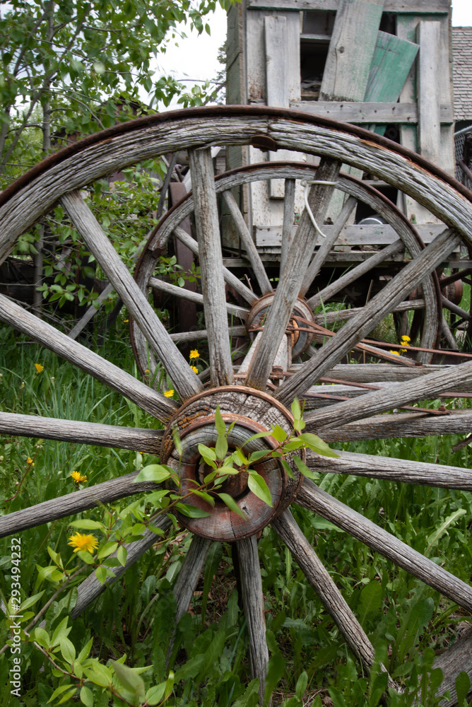 Two old wooden wheels in tall grass with an old building behind