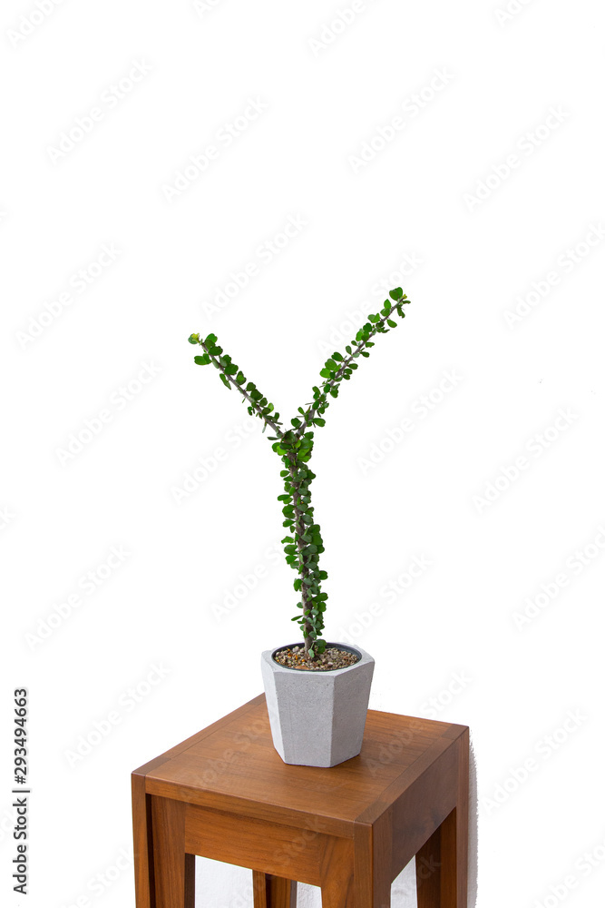 Alluaudia procera plant from Madagascar isolated on white background. Alluaudia procera plant from Madagascar isolated on white background.