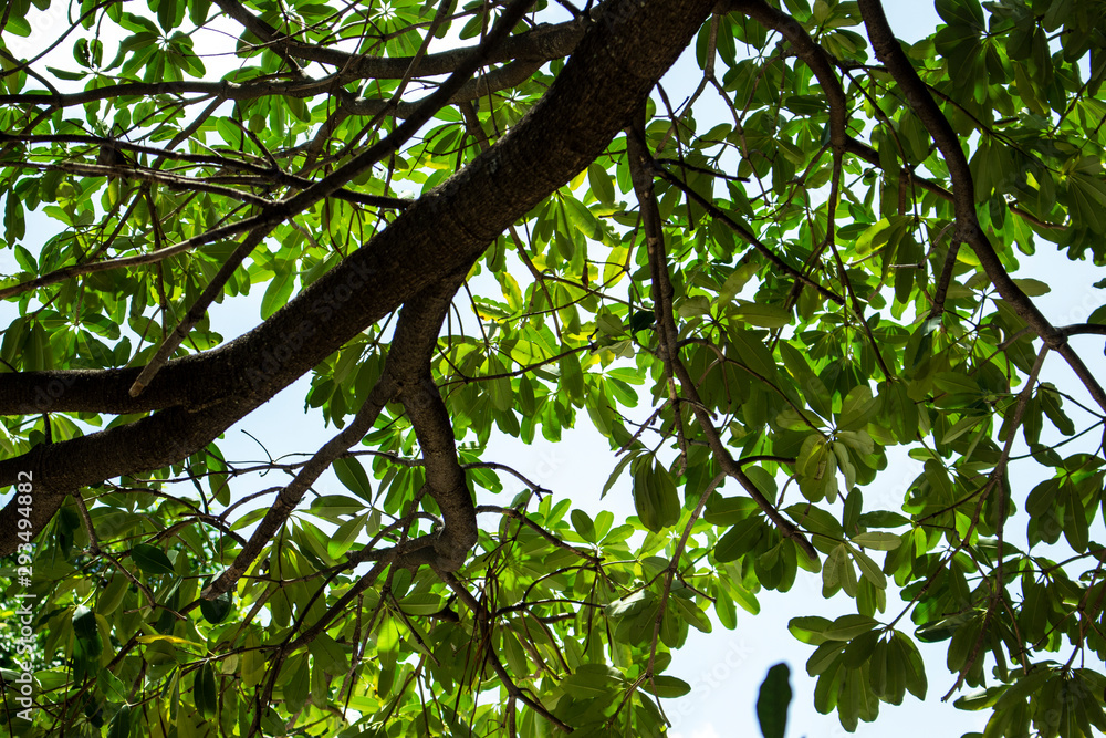 tree leaf top nature background tree leaf top nature background
