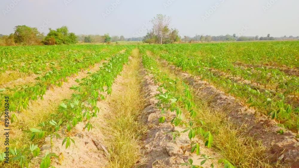 The cassava is the tropical food plant. in the Thailand.Aerial view over cassava field The cassava is the tropical food plant. in the Thailand.Aerial view over cassava field