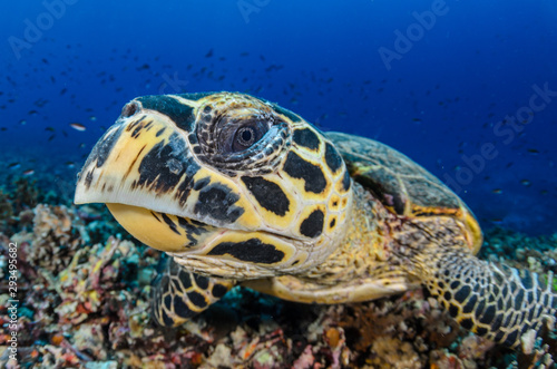 Hawksbill turtle