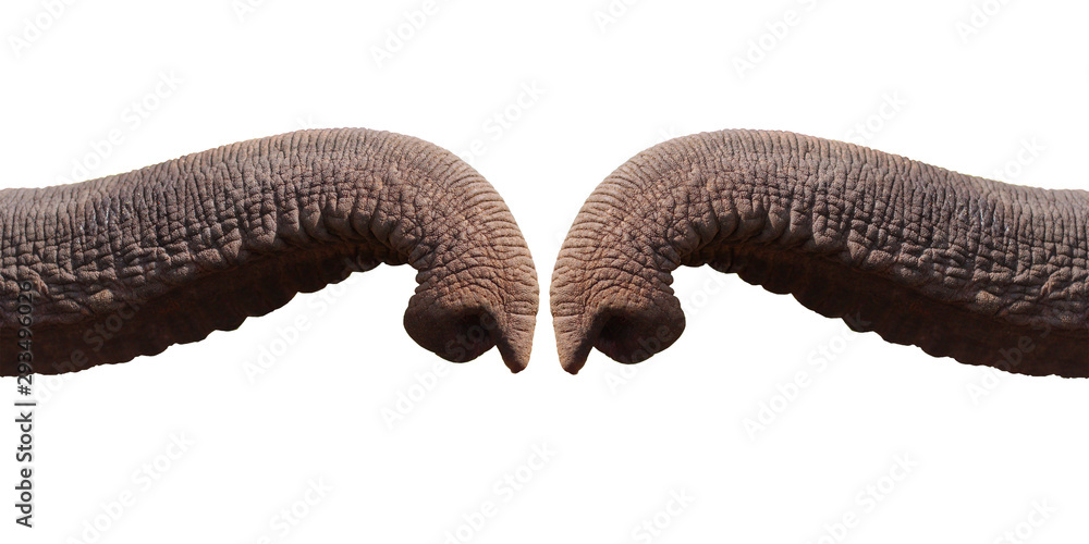 Elephant trunk greeting isolated on white background with clipping path.greeting concept - obrazy, fototapety, plakaty 