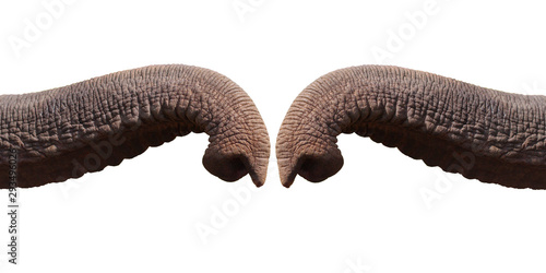 Elephant trunk greeting isolated on white background with clipping path.greeting concept