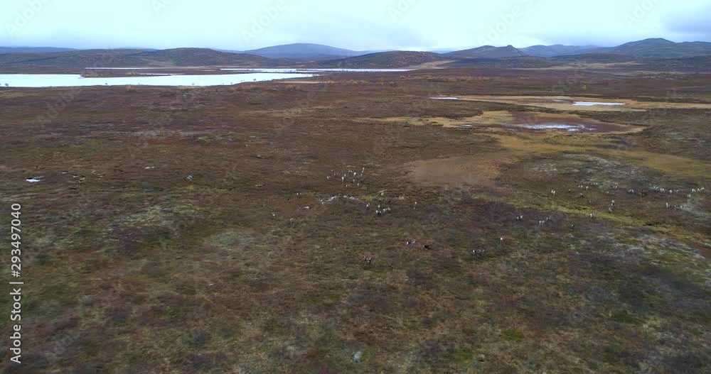 Pack of Reindeers, Aerial, drone shot, towards a huge group of raindeer, rangifer tarandus, in endless arctic wilderness, on a cloudy autumn day, in Finnmark, Norway Pack of Reindeers, Aerial, drone shot, towards a huge group of raindeer, rangifer tarandus, in endless arctic wilderness, on a cloudy autumn day, in Finnmark, Norway