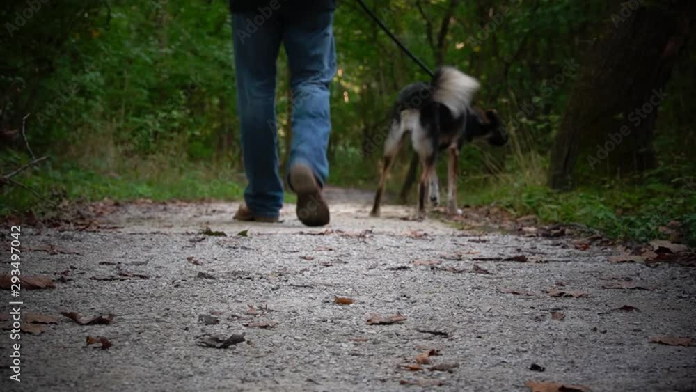 a man walks his dog on a peaceful evening in the park a man walks his dog on a peaceful evening in the park