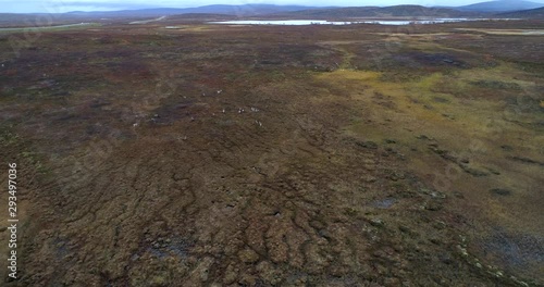 Pack of Reindeers, Aerial, tracking, drone shot, of raideer, rangifer tarandus, running in endless wilderness, on a cloudy autumn day, in Finnmark, Norway photo