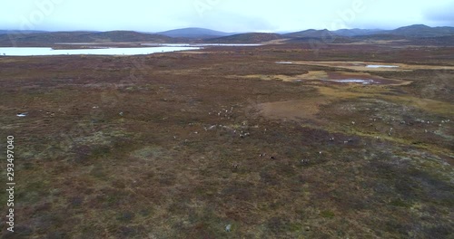 Pack of Reindeers, Aerial, drone shot, towards a huge group of raindeer, rangifer tarandus, in endless arctic wilderness, on a cloudy autumn day, in Finnmark, Norway photo