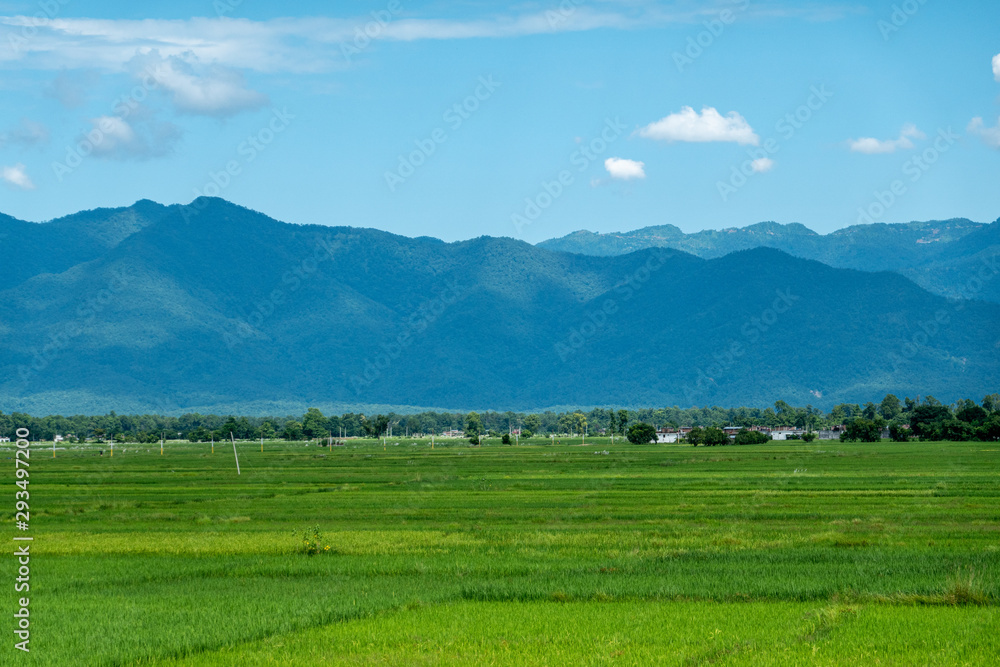 Green Rice Fields