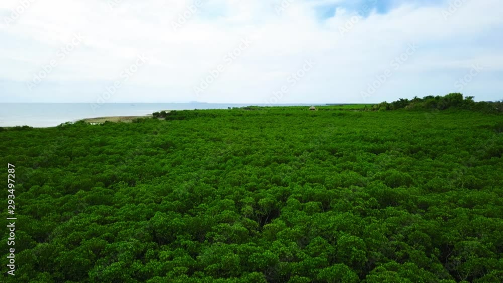 Aerial view: Low flight over bushes on pacific island Aerial view: Low flight over bushes on pacific island