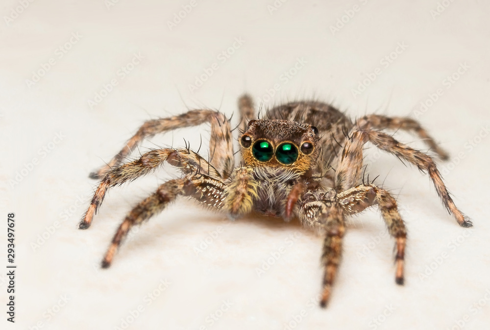 custom made wallpaper toronto digitalJumping spider, jumping as far as cheetah speed