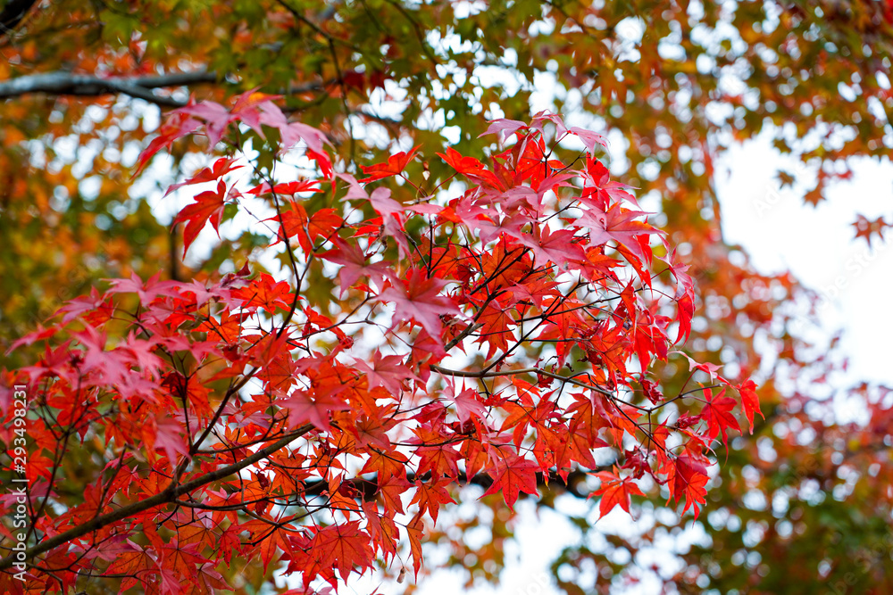 colorful maple leaves full frame of branches in season change on forrest background in autumn leaves Japan colorful maple leaves full frame of branches in season change on forrest background in autumn leaves Japan