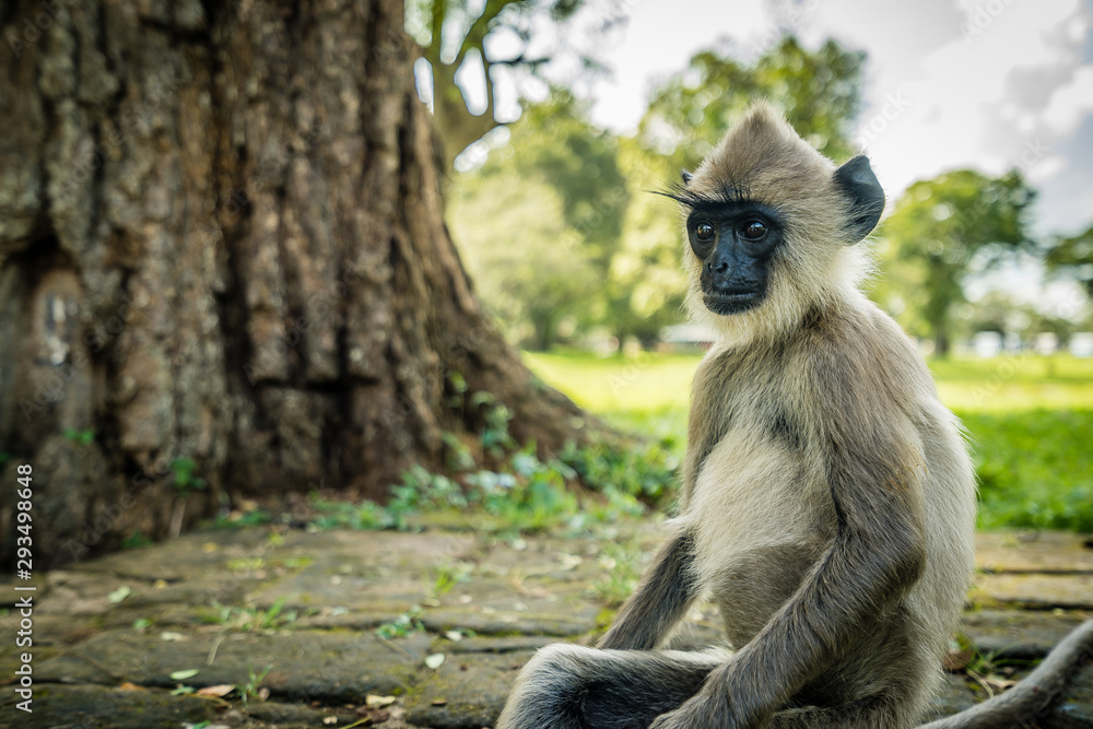 Monkey in Sri Lanka