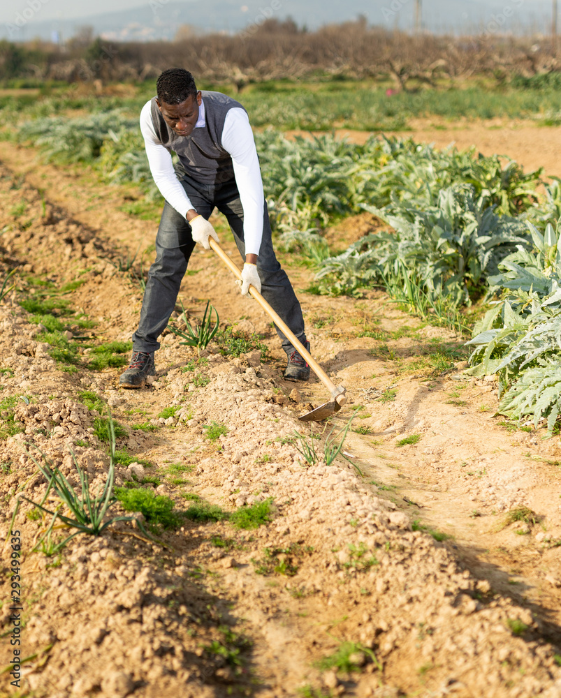 Man hoeing soil on onion rows Stock Photo Adobe Stock