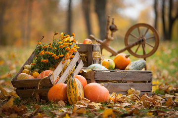 Autumn decor in the garden. Pumpkins and vegetable marrows lying in wooden box on autumn background.  Autumn time. Thanksgiving Day.