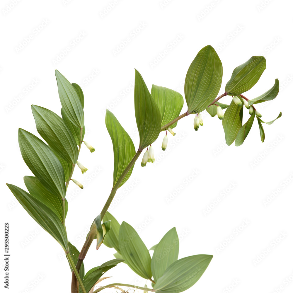 Polygonatum sibiricum on white background Polygonatum sibiricum on white background