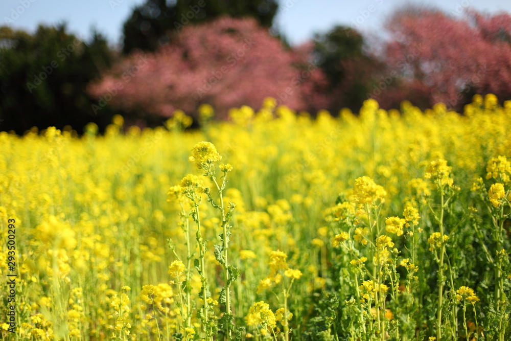 河津桜と菜の花