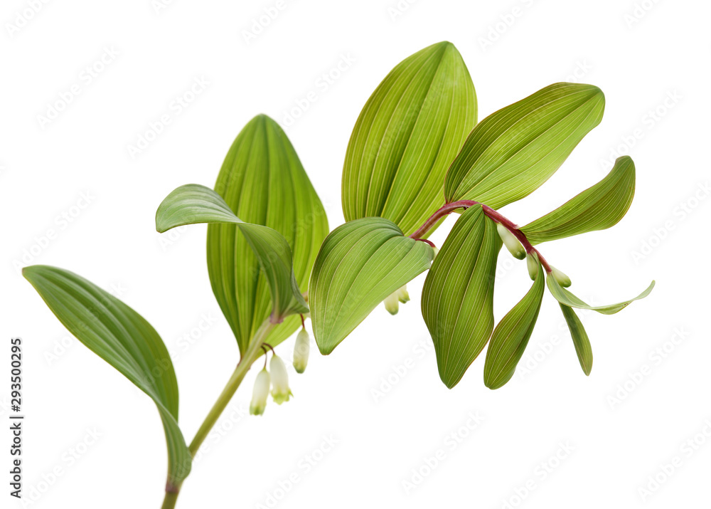 Fototapeta premium Polygonatum sibiricum on white background