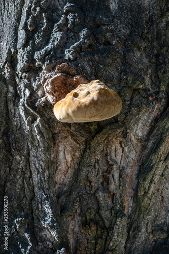 mushroom growing on a tree trunk