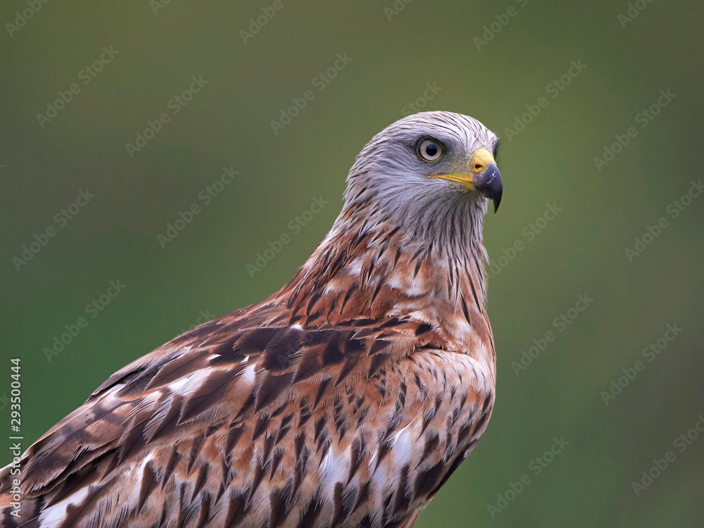 Obraz premium Red kite (Milvus milvus)