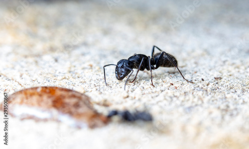 big red forest ant in natural habitat © vadim_fl