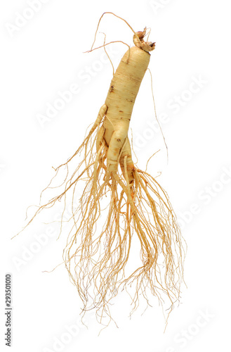 ginseng isolated on white background