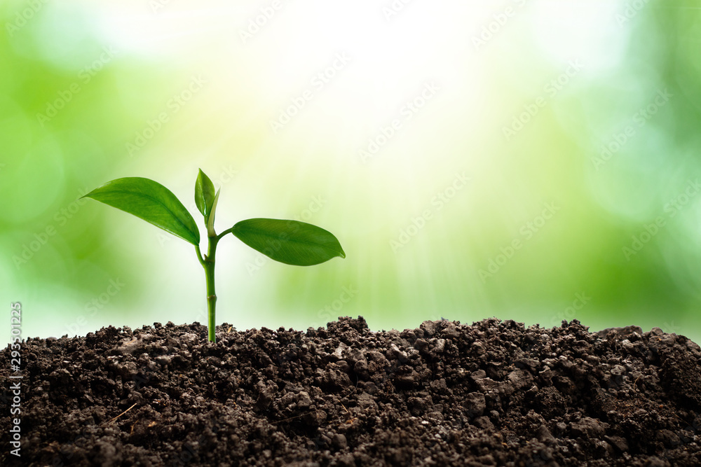 Small trees are growing in the light of the morning sun with natural green background. The concept of love the world. Small trees are growing in the light of the morning sun with natural green background. The concept of love the world.