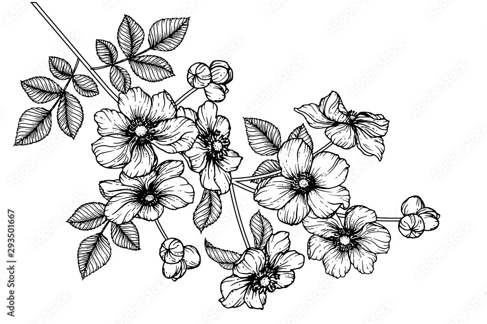 Share 80+ japanese flower sketch best in.eteachers