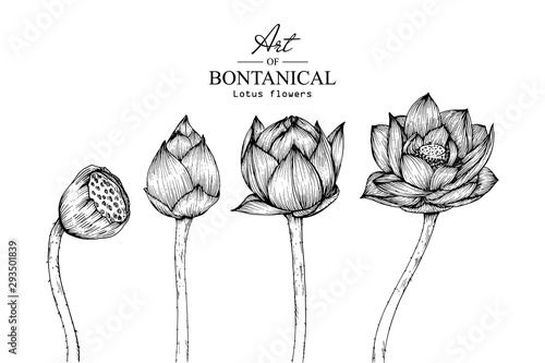 Sketch Floral Botany Collection. Lotus flower drawings. Black and white with line art on white backgrounds. Hand Drawn Botanical Illustrations.Vector.
