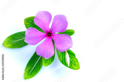 Catharanthus roseus, purple flowers laid on a white background.