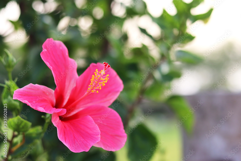 Pink hibiscus flower on a blurred background. In the tropical garden. Pink hibiscus flower on a blurred background. In the tropical garden.