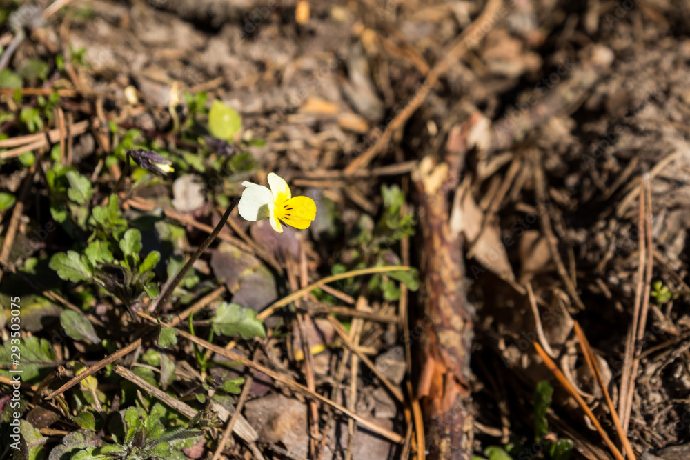 Field pansies (Viola arvensis) is a species of violet. Beautiful small flowers growing in forest at spring Field pansies (Viola arvensis) is a species of violet. Beautiful small flowers growing in forest at spring