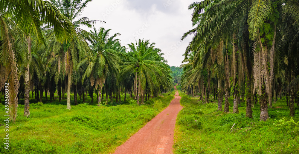 Road into palm tree plantation
