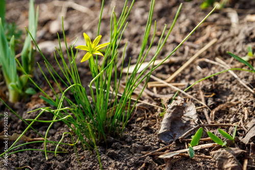 Yellow gagea flower in a forest at spring