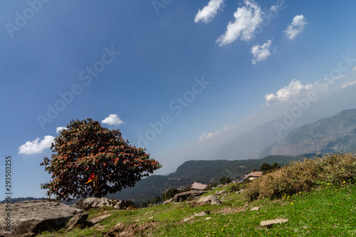 View of a valley from Tungnath Peak near Chopta,Uttarakhand,India photo