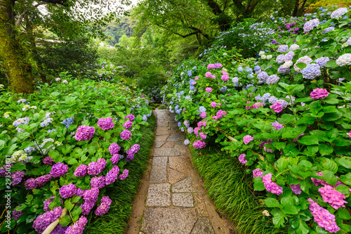 Hydrangea flowers walkway, Nara, Japan