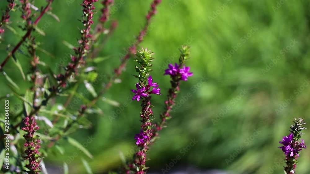Wild Purple Flowers On The Eagle Idaho Green Belt 10 Second Video. Wild Purple Flowers On The Eagle Idaho Green Belt 10 Second Video.