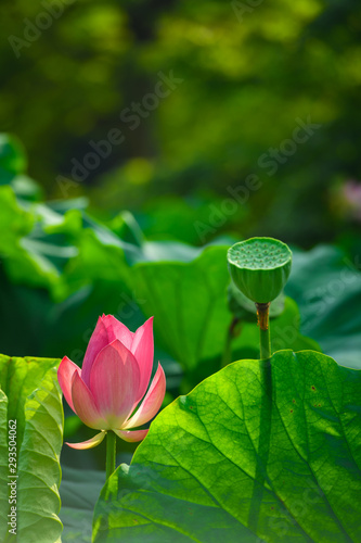 Lotus flower starting to bloom