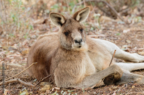 Old male Eastern Grey Kangaroo with facial scars resting on the ground